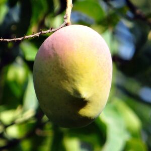 Mango 1kg
